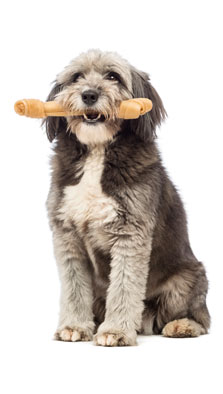 Dog with a bone
