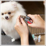 Spaws Professional Dog grooming, Dog Groomer Milton, Dog Grooming Milton, Pet Grooming Milton, Pet Store Milton, Dog Boutique Milton