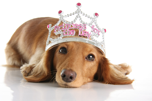 Dog Princess