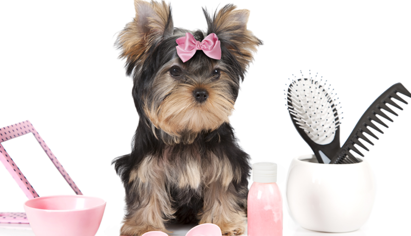 About Us SPAWS Professional Dog Grooming Boutique