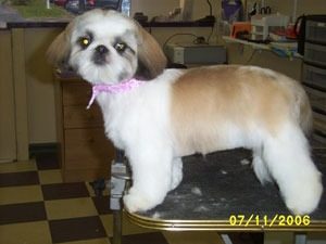 Professional Dog Grooming