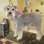 Professional Dog Grooming