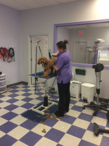 Professional Dog Grooming in Milton