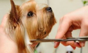 puppy grooming, dog grooming